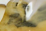 Polished Mookaite Jasper Slab - Australia #110271-1
